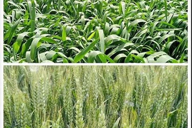 减地种小麦用什么肥料好