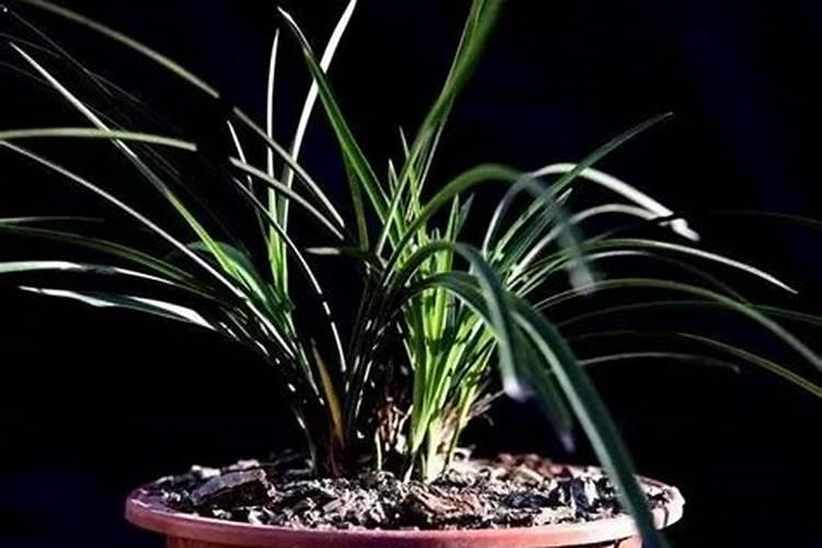 兰花秋天需要施氮肥吗为什么？