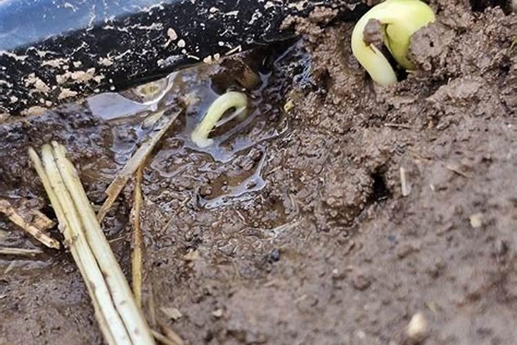 大豆出苗七天打磷钾肥最简单三个步骤