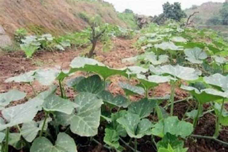 种植南瓜需要什么肥料