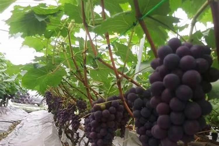 葡萄树用什么肥料好