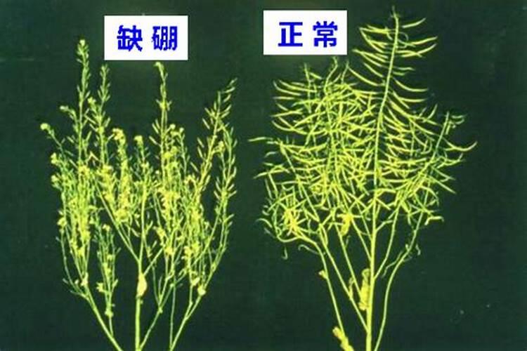 油菜缺硼的症状是什么？硼肥施用技术有哪些