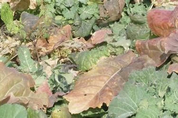 [油菜缺硼的症状、原因及防治对策] 油菜缺硼症状