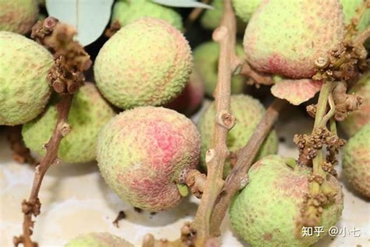 荔枝是水果中比较受欢迎的一种,它的味道清甜可口,怎样给荔枝施肥呢？