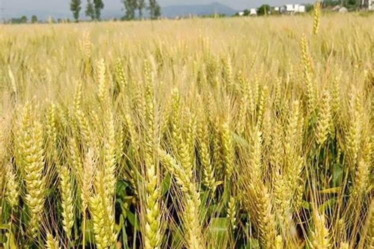 种小麦用什么肥料好