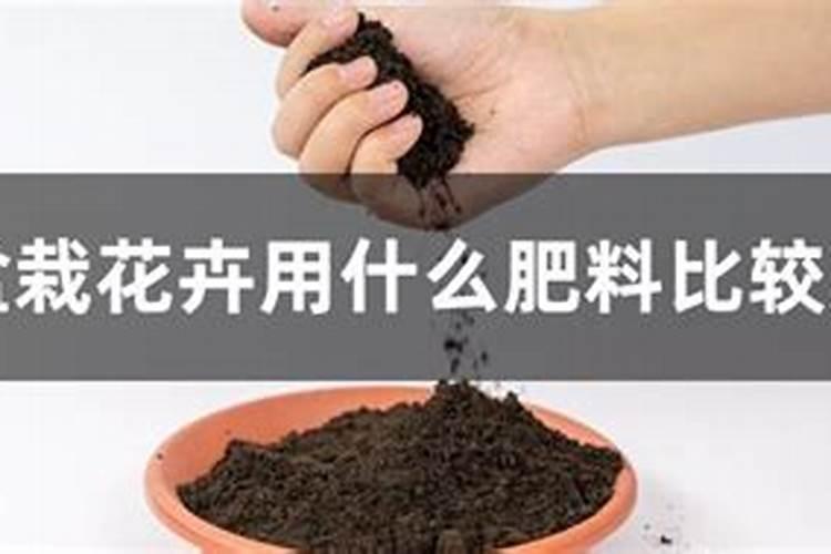 植物花用什么肥料比较好？