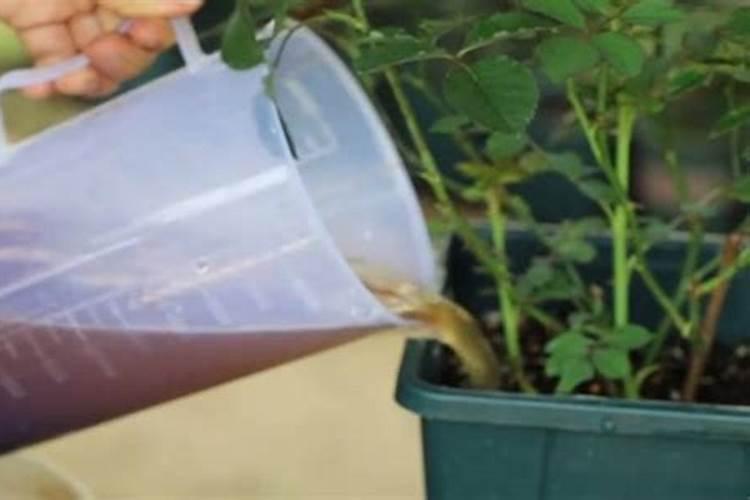 促花用什么肥最好