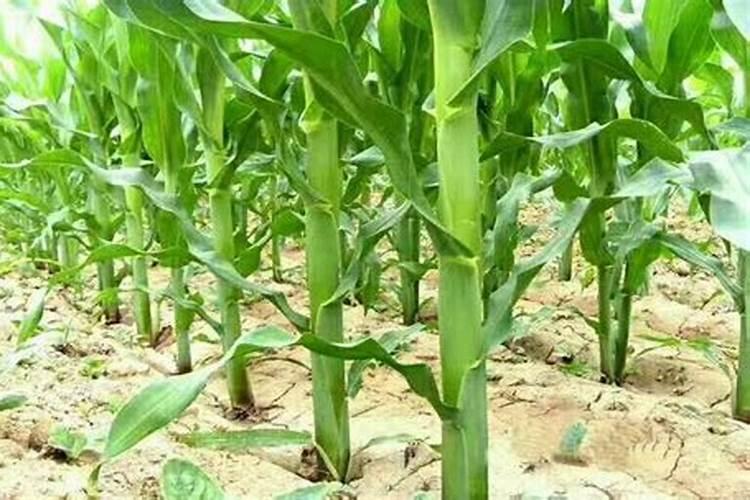 玉米钾肥多茎杆粗壮吗？