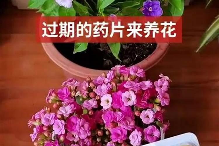 过期药片还能养花？看完我只想赶紧回家找这5种药片