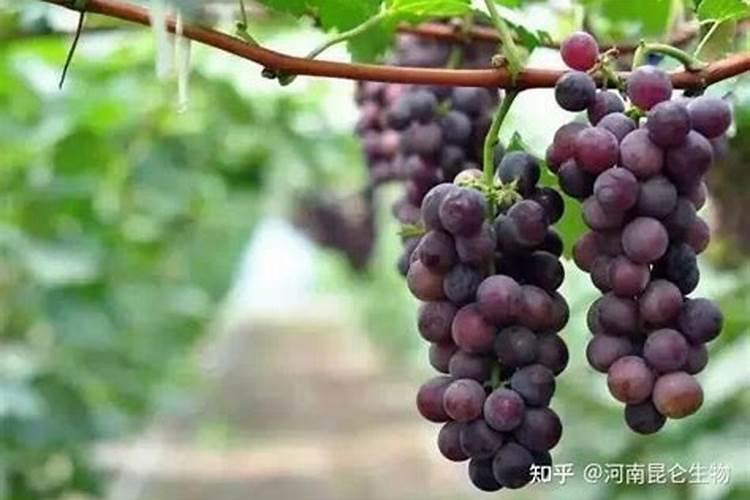 葡萄挂果期用什么复合肥好？葡萄结果期用什么叶面肥效果好？