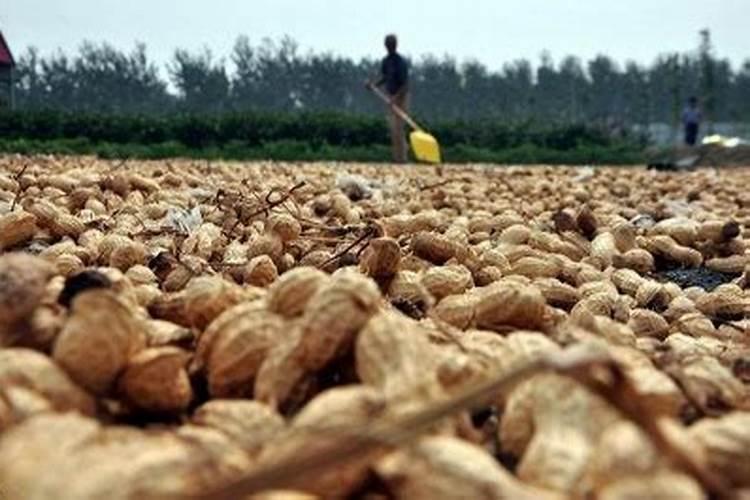 花生膨果期打什么药