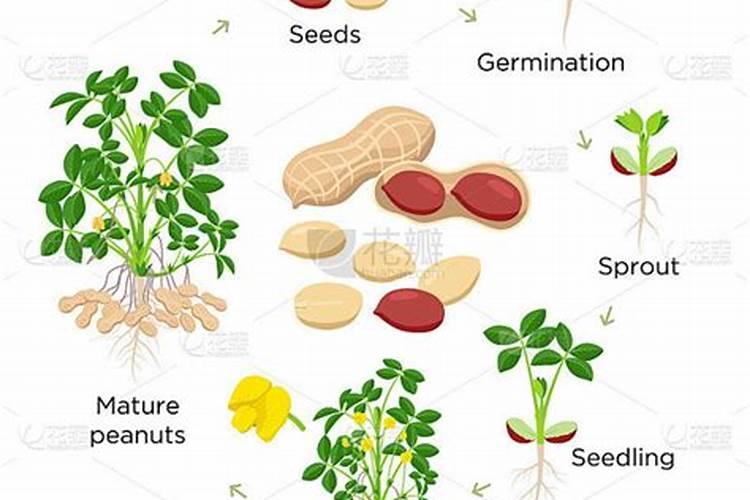 花生的生长过程中什么时候喷磷酸二氢钾