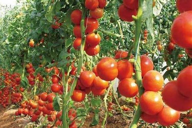 西红柿结果期水肥如何管理