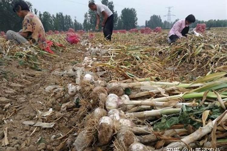 大蒜喷施什么蒜头最大？