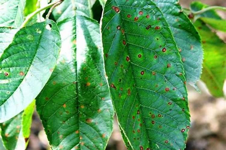 家里的植物缺少钾,要怎么补啊？