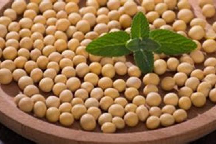 炒熟的黄豆可以做肥料吗,具体怎么操作能做肥料