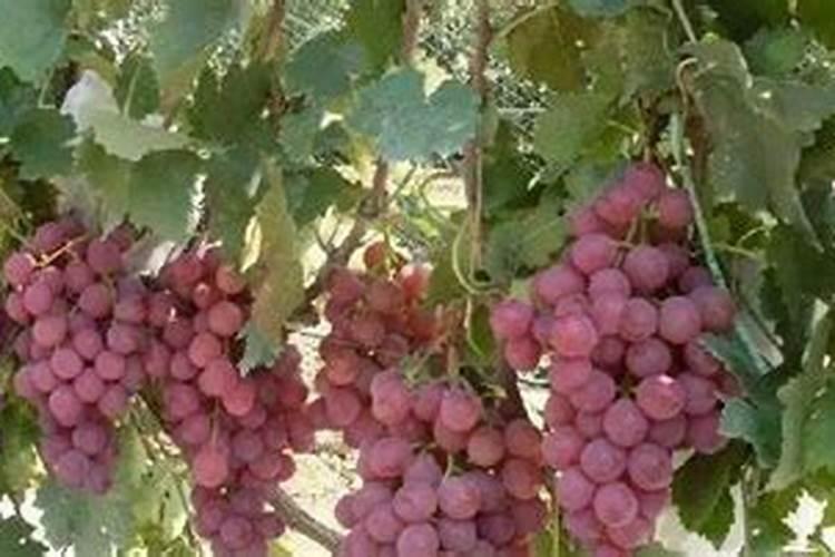 冷棚挖坑种葡萄还用在坑里用肥料吗？