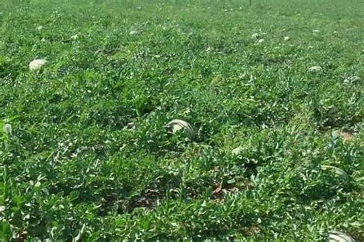 西瓜地用什么钙肥施底肥好？