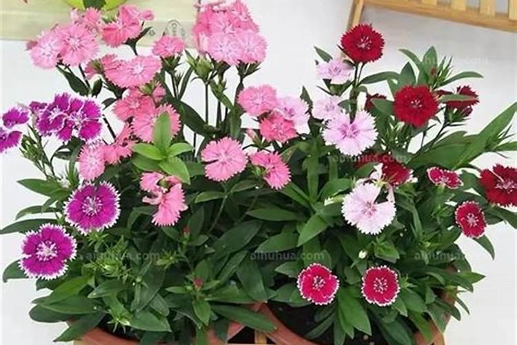 养花知识大全和技巧(室内最好养的花)