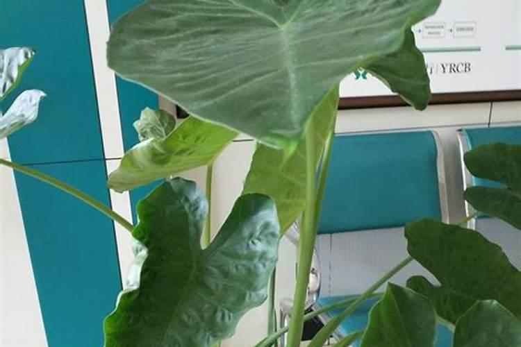 滴水观音怎么养殖和配置