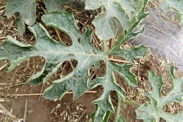 西瓜卷叶用什么农药