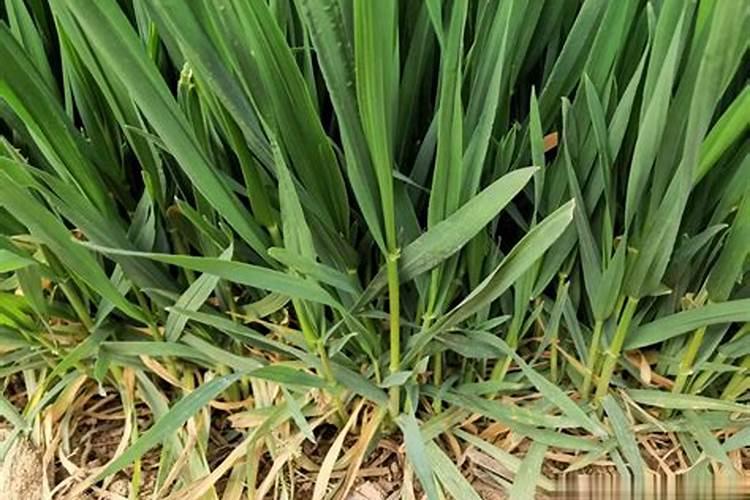 芸苔素内酯加磷酸二氢钾喷施韭菜有效果吗？