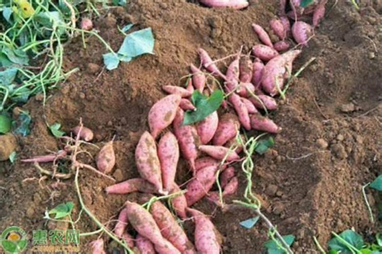 红薯施肥注意事项是什么