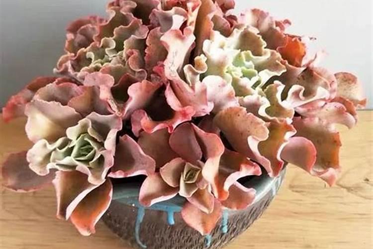 多肉水溶肥怎么做的好看又好养？