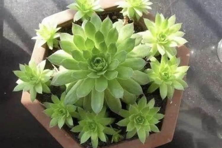 多肉观音莲怎样养让它快速的爆出小芽