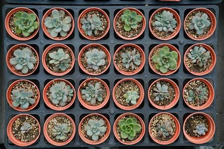 多肉怎么施肥才能更旺盛(如何给多肉施肥料又肥又胖)