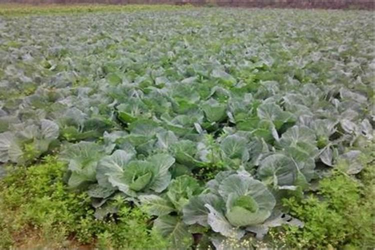 包心菜怎么施肥合适？