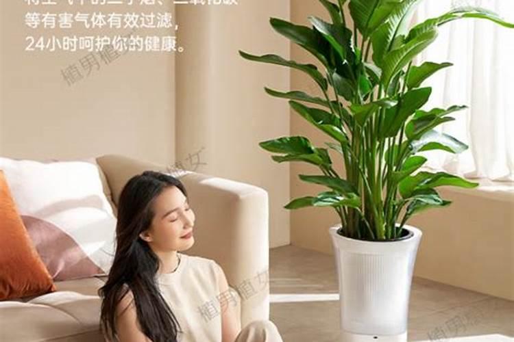 哪些绿植适合氮肥