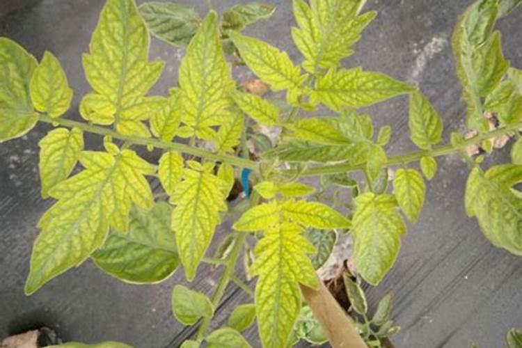 叶子发黄怎么办