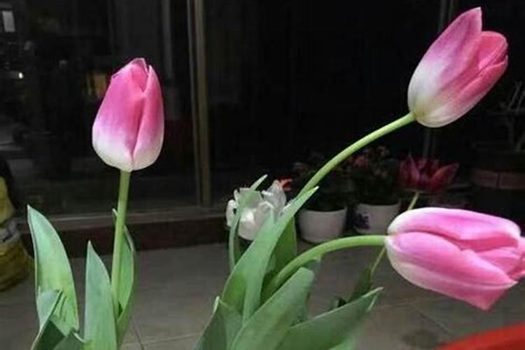 草木灰适合什么花