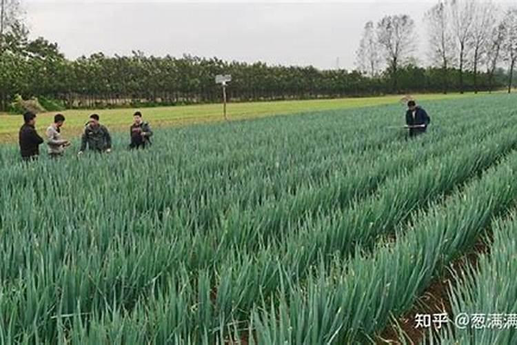 大葱栽培技术。