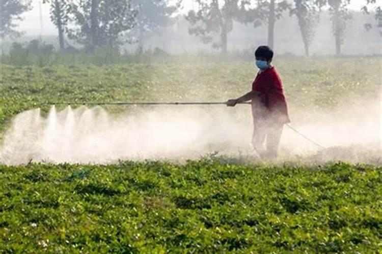 花生喷施硼肥的最佳时间 什么时候喷施最好