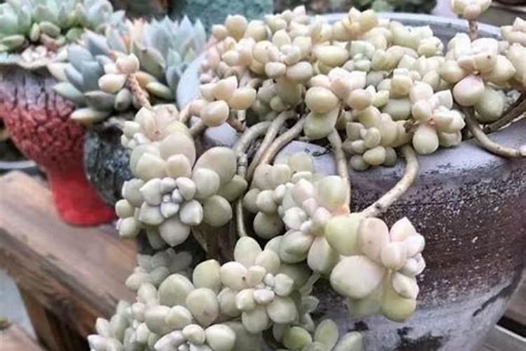 多肉可以用磷肥吗