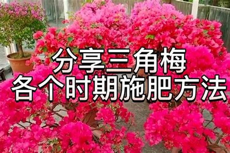 三角梅如何催花 正确的施肥方法