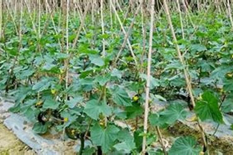 6月份露天适合种植什么蔬菜