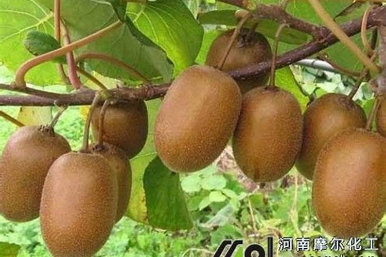 猕猴桃水溶肥的用量用法是什么