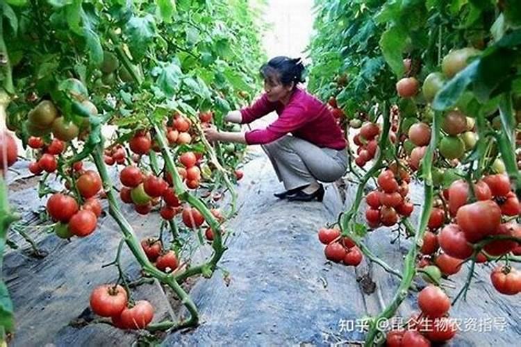 西红柿什么时候喷施钙肥最好？