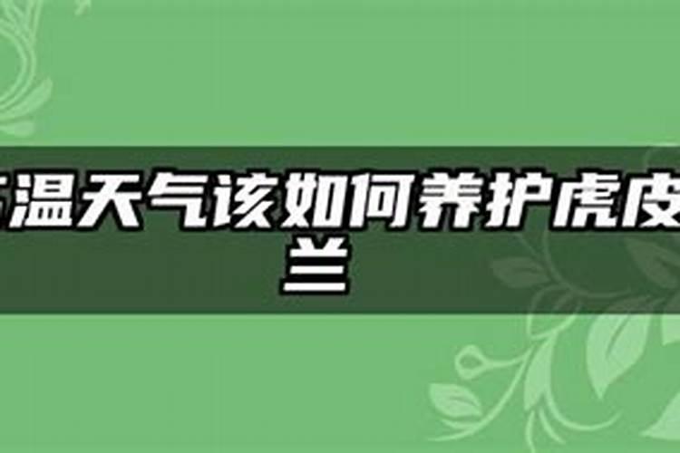 高温天气该如何养护虎皮兰