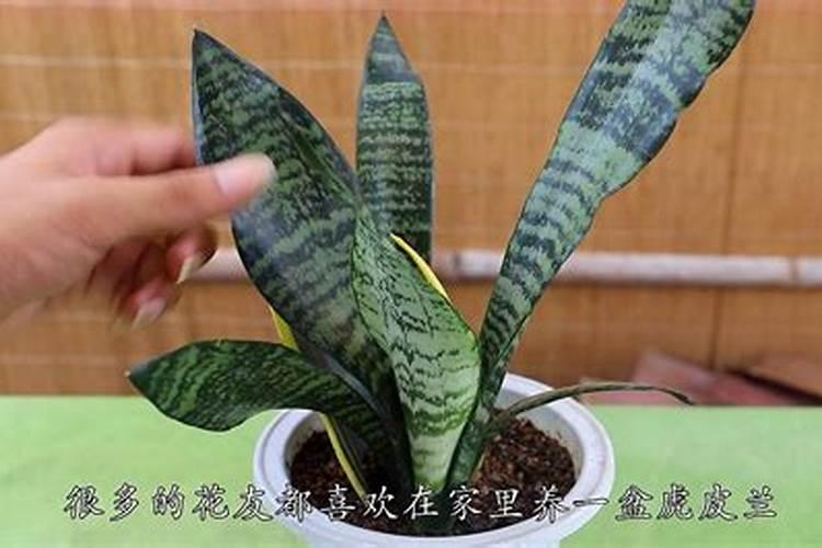 虎皮兰怎么养才会粗壮