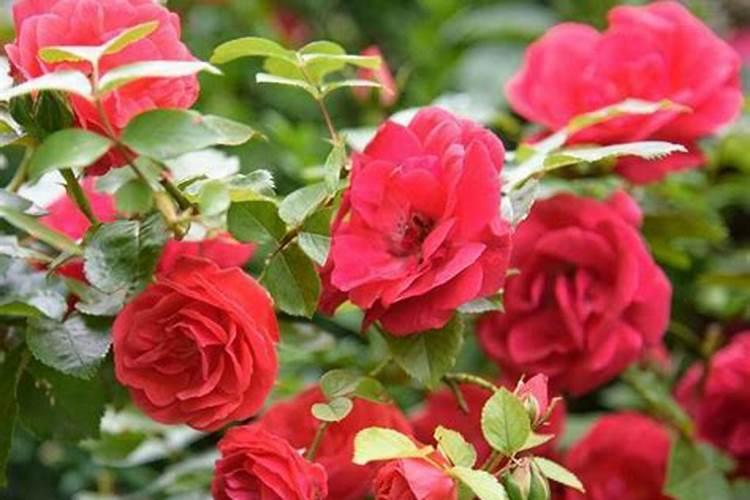 什么花肥开花最旺最好