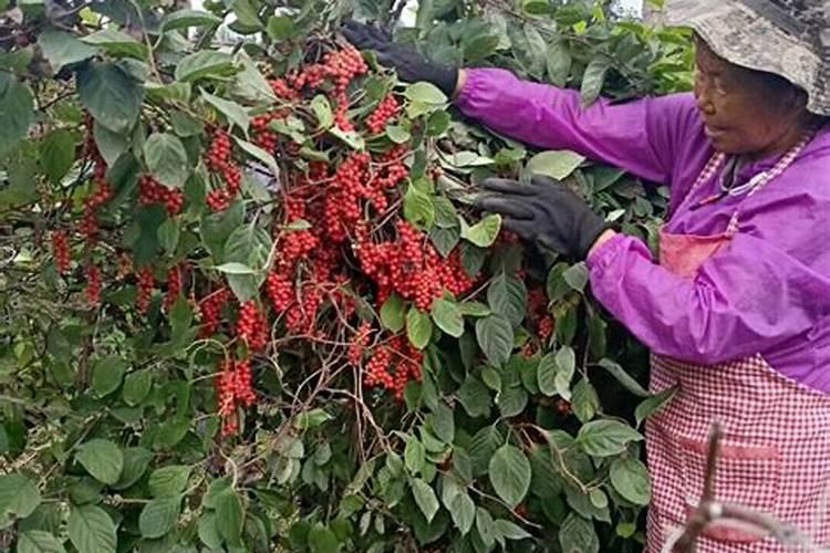 五味子高产栽培技术有哪些 五味子养殖方法总结