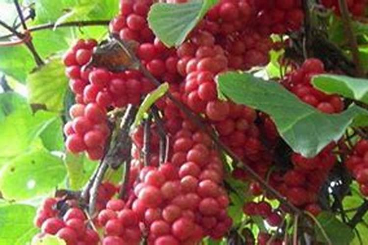 五味子种植技术与栽培管理