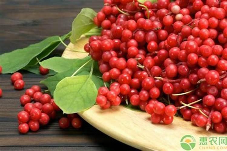 五味子种植技术及亩收益