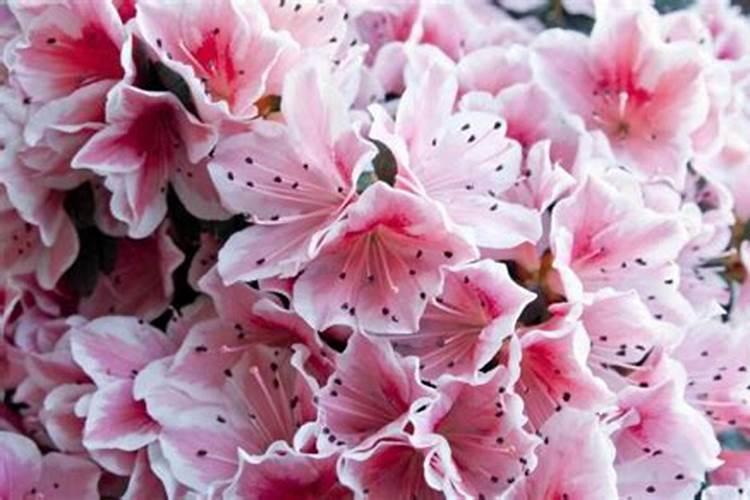 杜鹃花四季的应该用什么肥