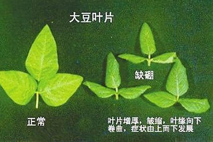 大豆缺硼有哪些防治措施？