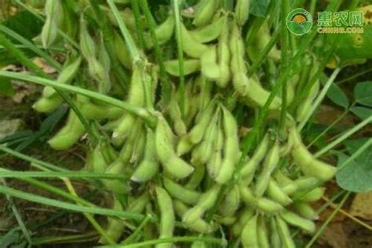 大豆荚不实怎么施肥